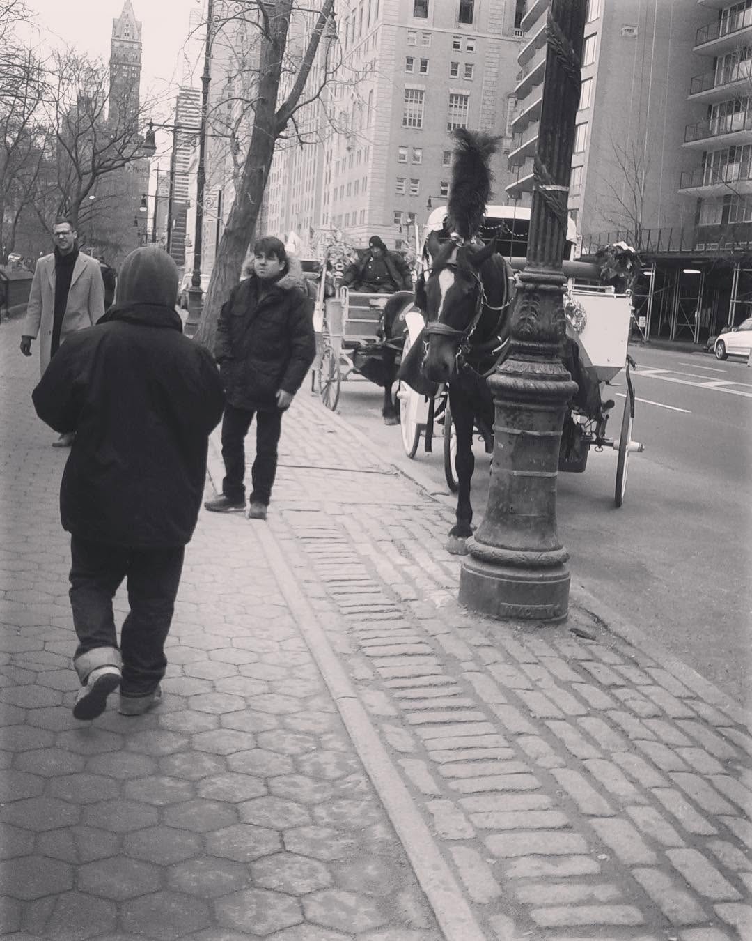 Horse-drawn carriage in Central Park