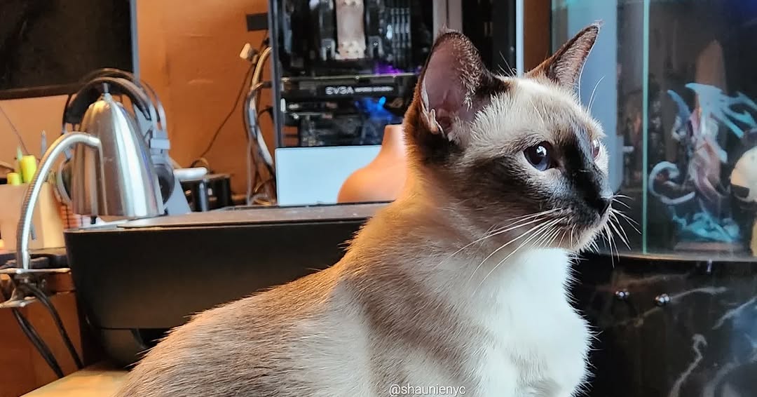 Sasha in deep thought