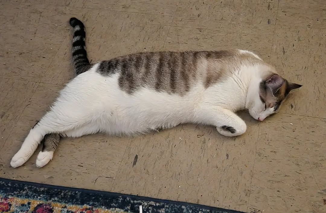 Emet sleeping looking like roadkill