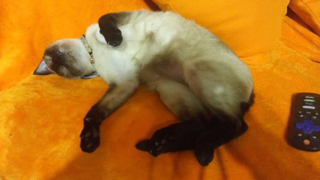 Sleepy Sasha Sleepy Sasha