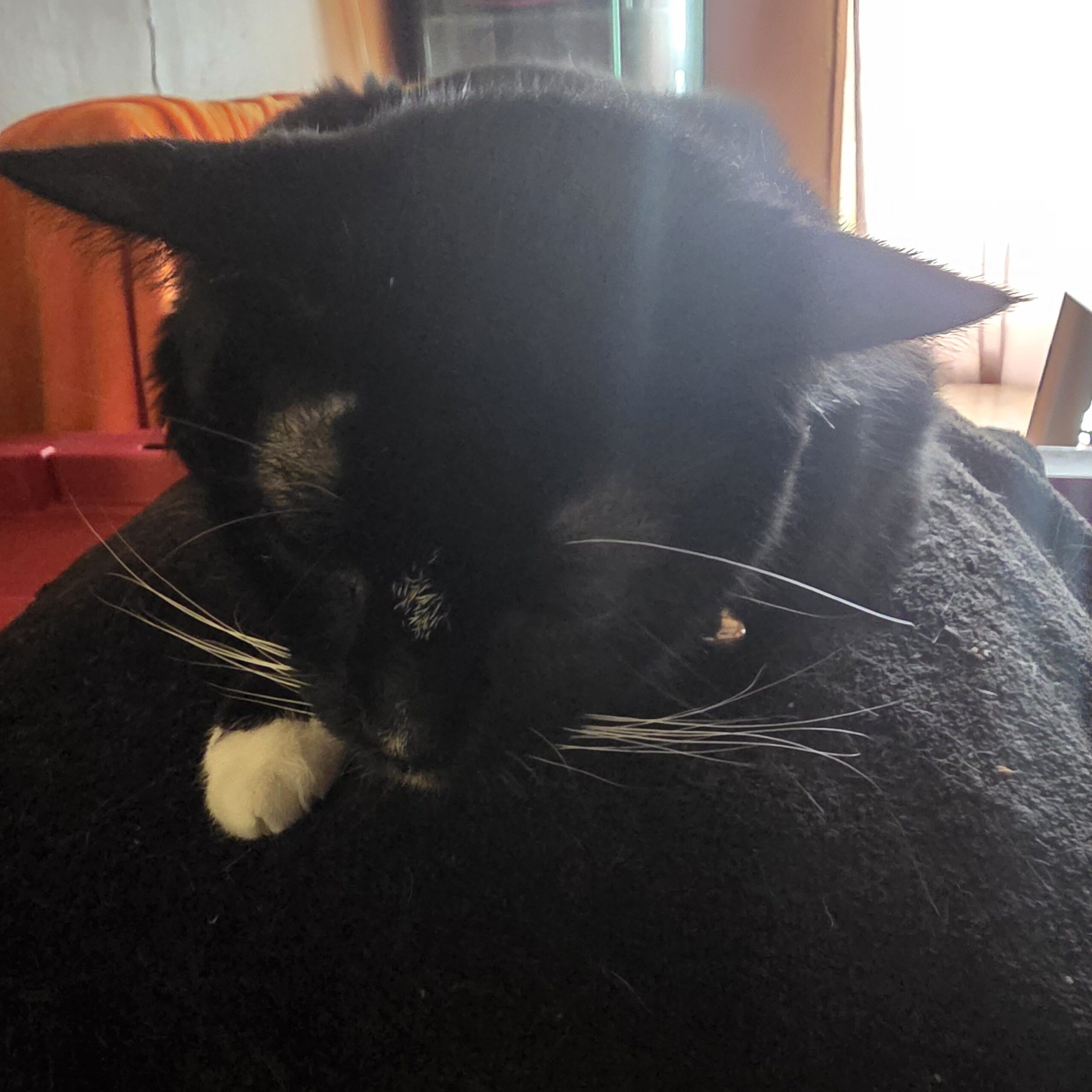 And the one antisocial